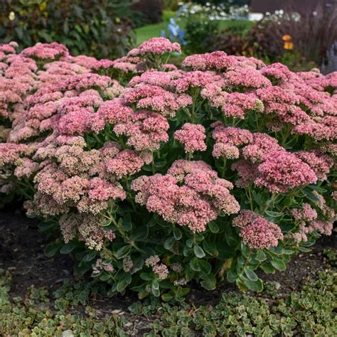 sedum autumn joy size